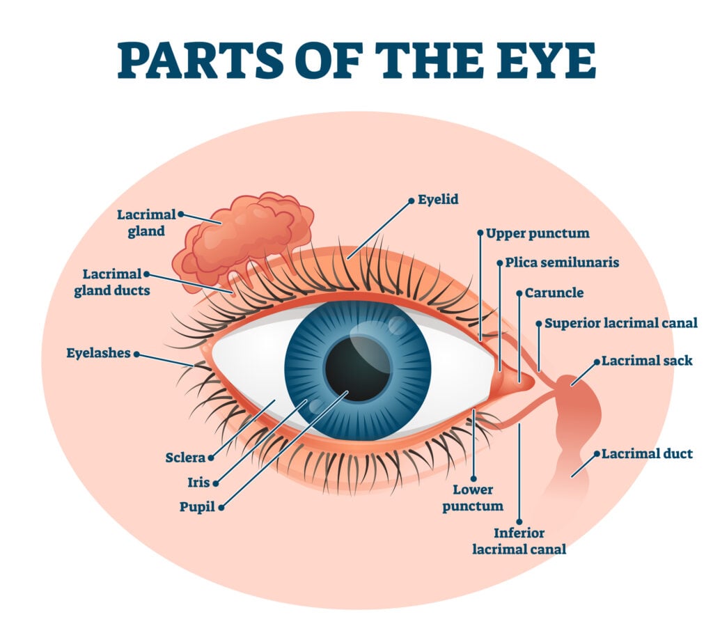 Lacrimal Gland Anatomy and Functions 4 Eye Anatomy Lacrimal Glands