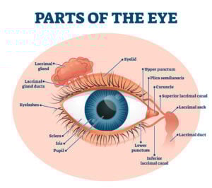 Lacrimal Gland Anatomy and Functions