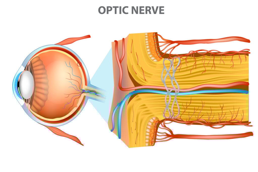How Crucial Is the Chiasm Optic for Vision? 4 Optic Nerve illustration