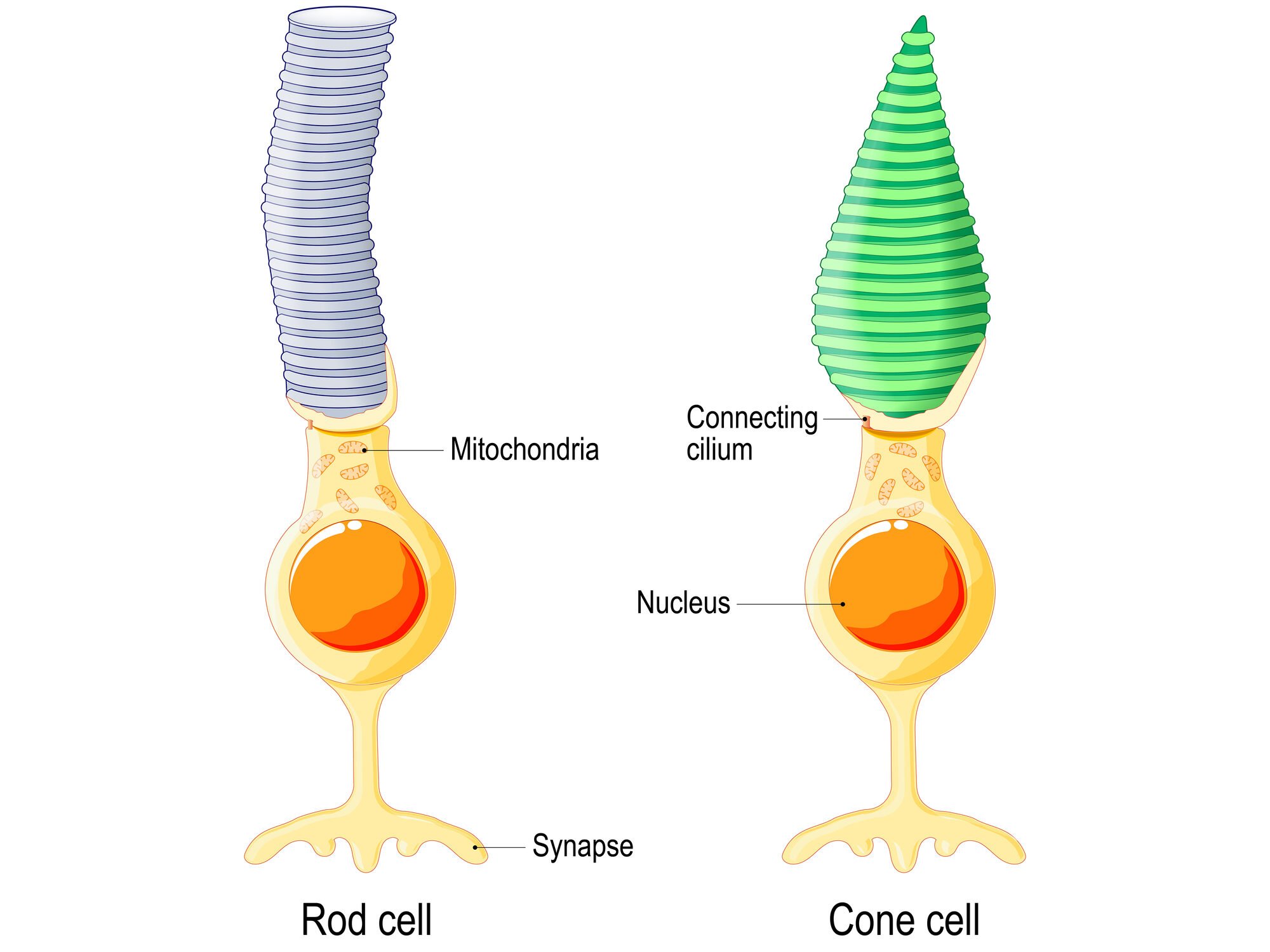What Are Photoreceptors? 3 Photoreceptor cells anatomy edited