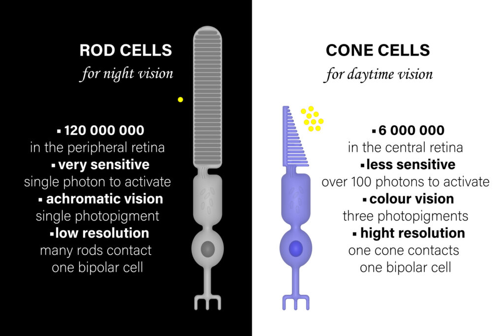 What Are Photoreceptors? 4 Rod cells and cone cells photoreceptors comparisons