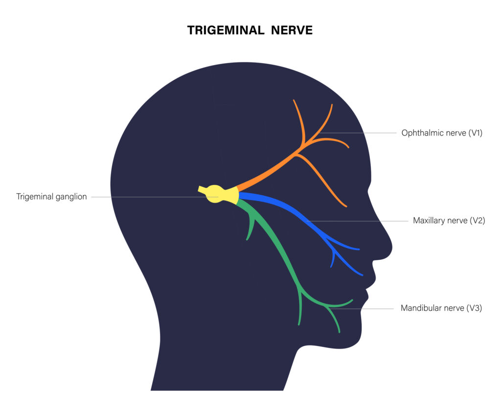 What Is Photophobia? (Light Sensitivity) 2 Trigeminal nerve diagram or illustration