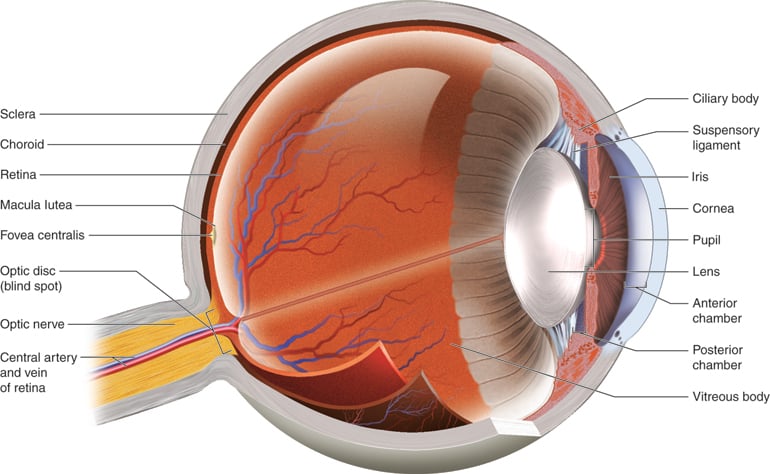 Papilledema (Swollen Optic Nerve) 3 What is papilledema