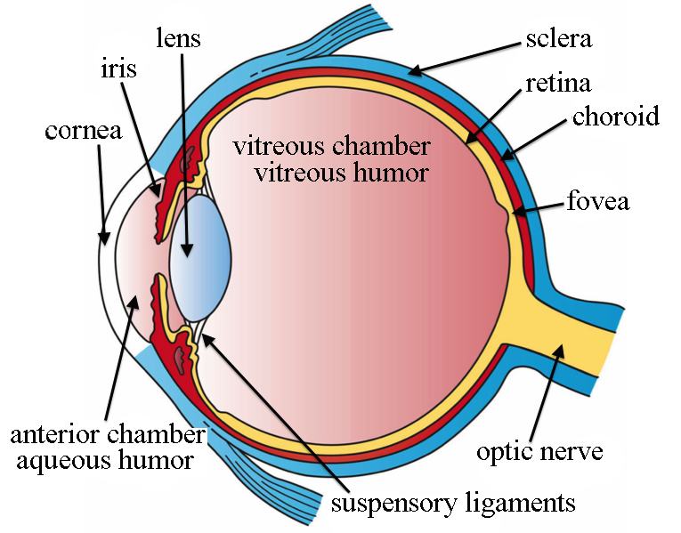 What Is the Fovea? 2 Fovea eye anatomy
