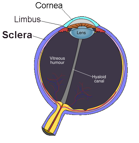 The Anatomy and Function of the Sclera 4 Sclera image